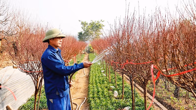 Chăm đào chờ “mùa thu hoạch”. Ảnh: ANH QUÂN