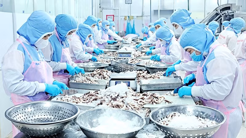 Chế biến bạch tuộc xuất khẩu sang thị trường Nhật Bản. Ảnh: TRẦN VIỆT