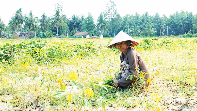 Áp lực mưu sinh khiến người dân tiếp tục gieo trồng trên mảnh đất bạc màu. Ảnh: NAM ANH