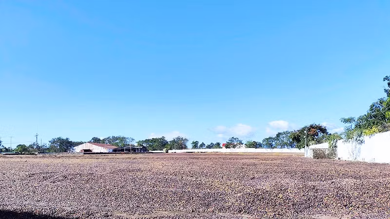 Gia Lai hiện có hơn 80 nghìn ha cà-phê, sản lượng hằng năm đạt hàng trăm nghìn tấn.