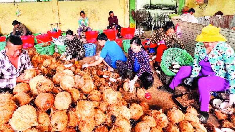 Chế biến các sản phẩm từ dừa tại tỉnh Vĩnh Long đã tạo nhiều việc làm cho lao động nông thôn.