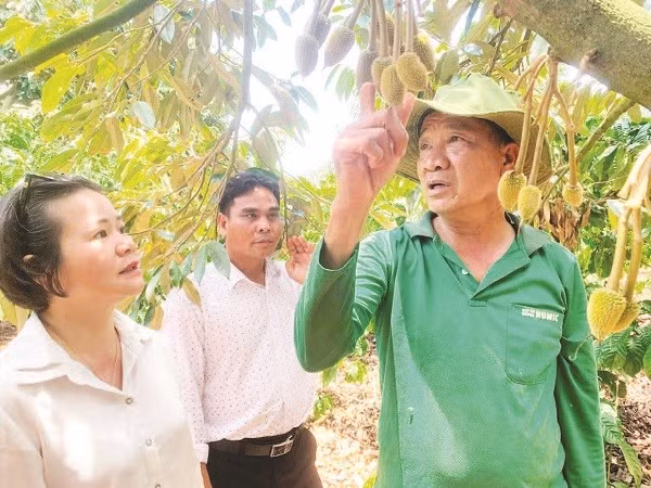 Ông Nguyễn Thanh Tuấn (bên phải) giới thiệu cách chăm sóc cây sầu riêng Monthong.