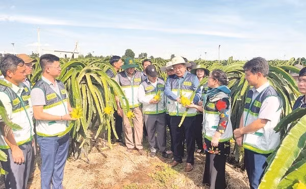 Các sở, ngành hỗ trợ doanh nghiệp nghiên cứu phát triển giống mới của thanh long.