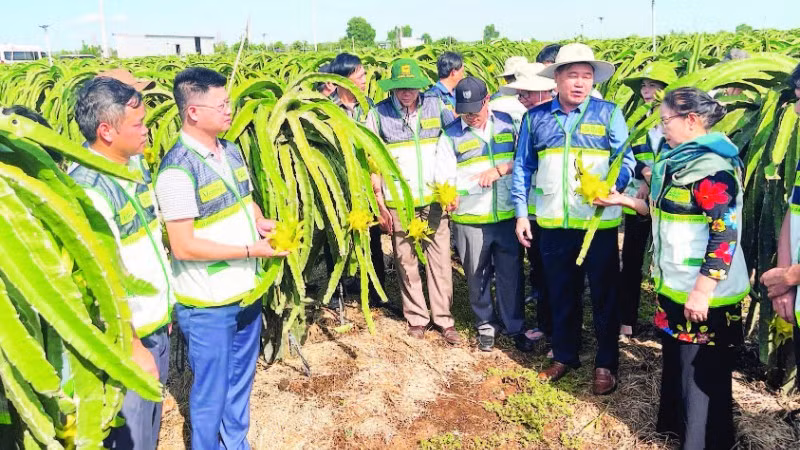 Mô hình khuyến nông hai cấp đi vào hoạt động ổn định sẽ phát huy hiệu quả tích cực trong sản xuất nông nghiệp.