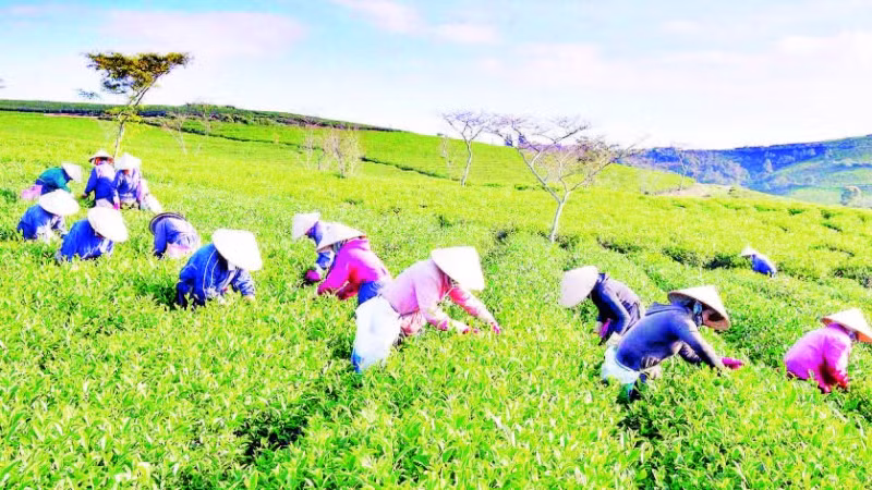 Trên nương chè Lâm Đồng.