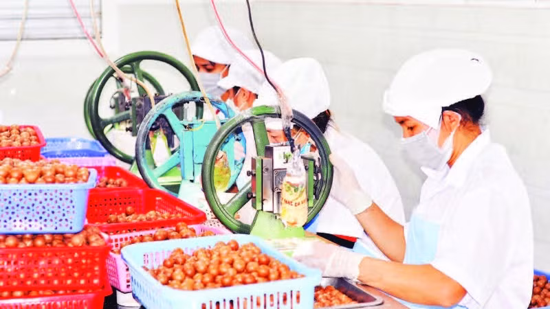 Công đoạn đóng gói sản phẩm mắc-ca tại một doanh nghiệp ở Lâm Đồng.