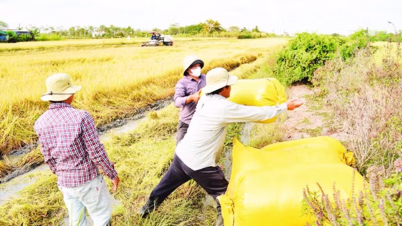 Nông dân xã Gia Thuận, tỉnh Đồng Tháp thu hoạch lúa đông xuân 2025-2026.