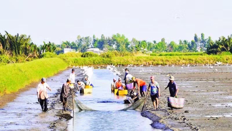 Nông dân An Giang thu hoạch tôm càng xanh.