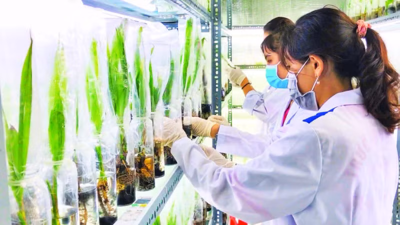 Ứng dụng công nghệ cao trong nhân giống, giúp hoàn thiện chuỗi giá trị cây dừa tại Vĩnh Long.