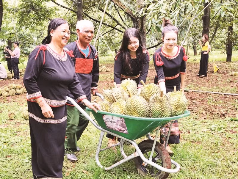 Người dân Đắk Lắk chuyển sầu riêng vừa thu hái tại vườn.