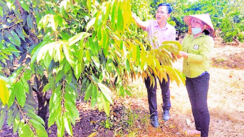 Chị Nguyễn Thị Thanh Tuyền ở thôn Đắk Nung, xã Đắk Nhau, tỉnh Đồng Nai chăm sóc vườn cây chị đầu tư từ nguồn vốn tín dụng chính sách.
