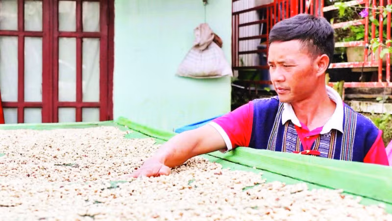 Cà-phê của Tổ hợp tác cà-phê Chư Mui được phơi, sơ chế trong nhà lồng.