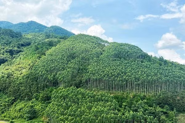 Xây dựng ngành lâm nghiệp đa giá trị, phát triển bền vững. (Ảnh: VGP)