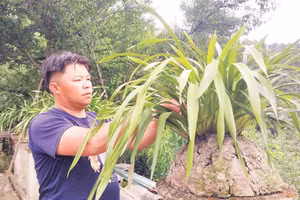 Anh Lý Văn Cán chăm sóc chậu địa lan trong vườn nhà. 