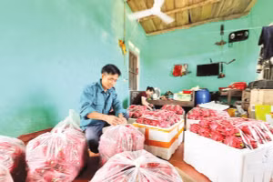 Ông Mã Anh Toàn, thôn Hét, xã Vân Nham, tỉnh Lạng Sơn đóng gói thanh long. 