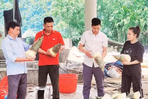 Măng mai được Hợp tác xã Nông lâm sản Lâm Phúc thu mua, chế biến. 