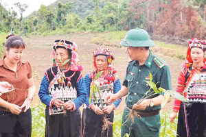 Đại diện Ban Chỉ huy Bộ đội Biên phòng tỉnh Điện Biên cùng lãnh đạo Ủy ban nhân dân xã Sín Thầu, hướng dẫn người dân bản Tả Ló San cách trồng cây sa nhân tím. 