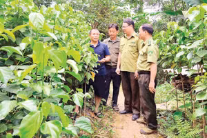 Lực lượng kiểm lâm thăm hỏi, hỗ trợ ông Bàn Văn Sinh (ngoài cùng, bên trái) trong quá trình ươm trồng, chăm sóc cây nghiến, cây trai non. 