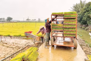Sản xuất mạ khay phục vụ cấy máy tại vùng sản xuất lúa tập trung ở xã Bình Giang (Ảnh QUỐC VINH)