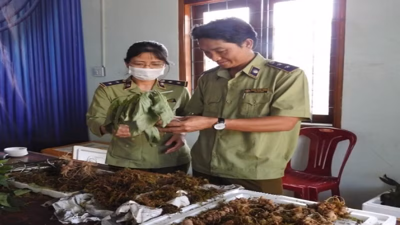 Lực lượng quản lý thị trường kiểm tra, phát hiện sâm Ngọc Linh giả.