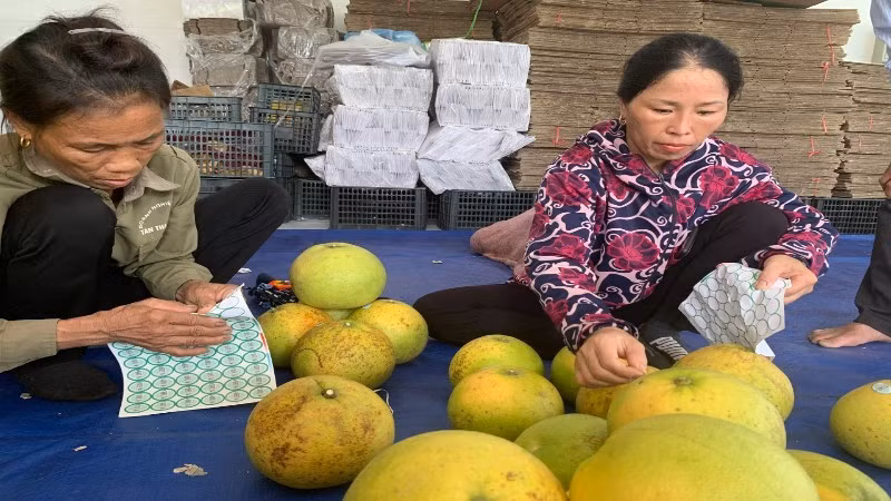 Người dân dán mã QR truy xuất nguồn gốc lên quả bưởi để minh bạch thông tin, góp phần bảo vệ quyền sở hữu trí tuệ đối với nông sản địa phương. 