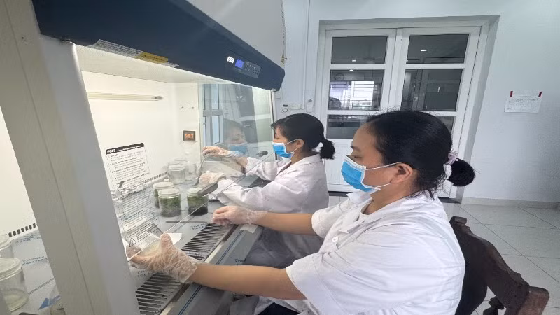 Hoạt động nghiên cứu khoa học tại Viện Cây lương thực và Cây thực phẩm.