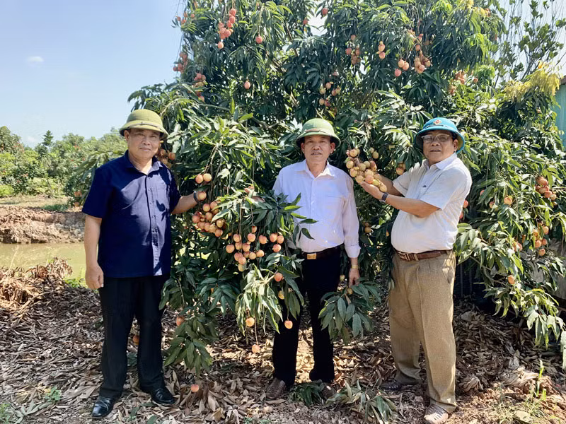Nông dân huyện Phù Cừ, tỉnh Hưng Yên chuyển đổi từ cấy lúa sang trồng vải lai chín sớm cho thu nhập hơn 250 triệu đồng/ha/năm.