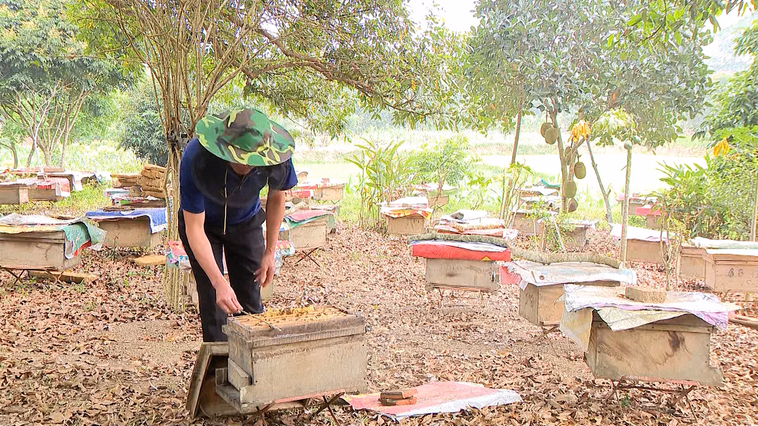 Người dân xã Thái Bình nuôi ong liên kết với hơp tác xã nuôi ong Phong Thổ.
