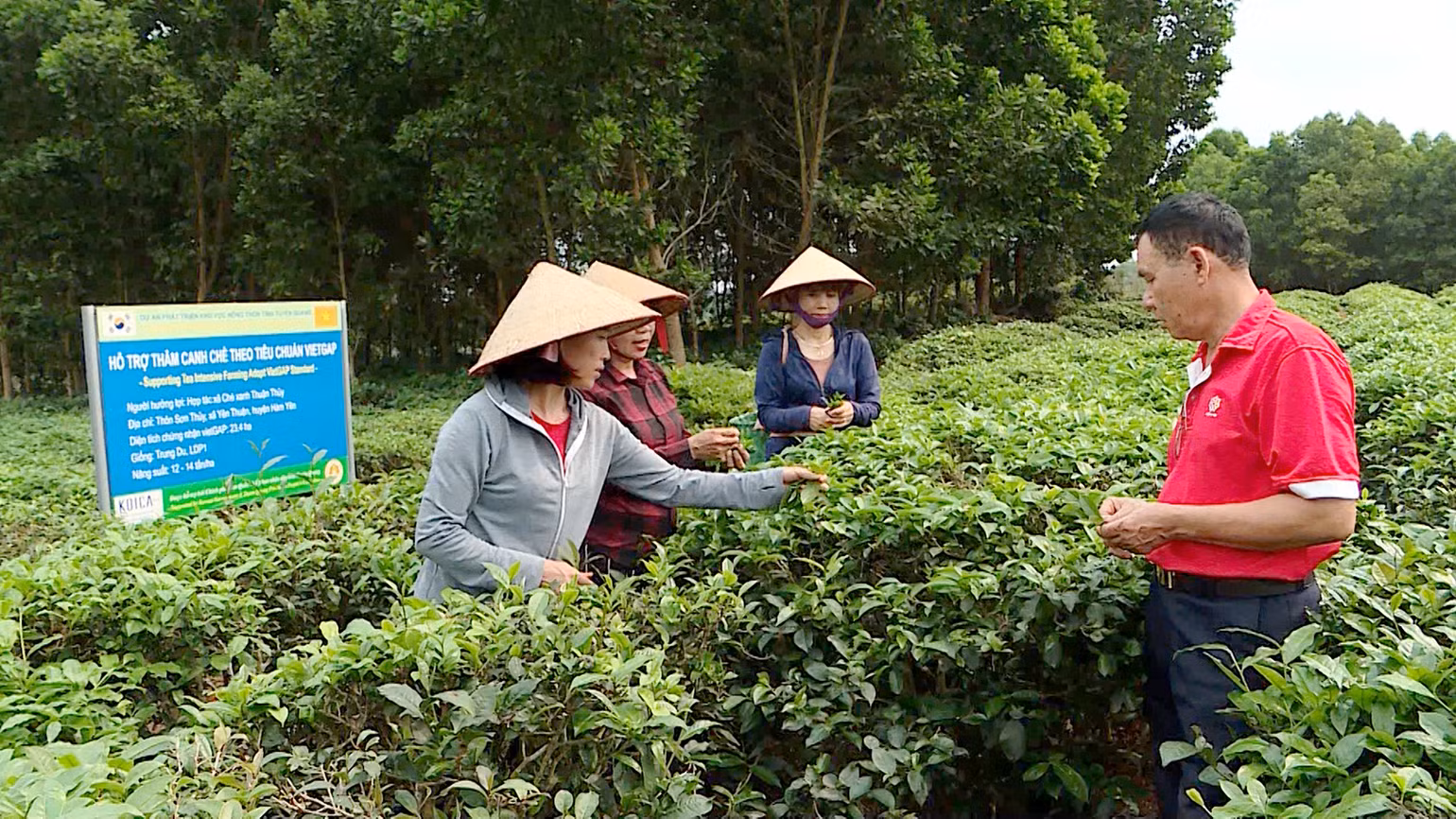 Hiện tại, tỉnh Tuyên Quang có gần 120 liên kết sản xuất theo chuỗi giá trị.