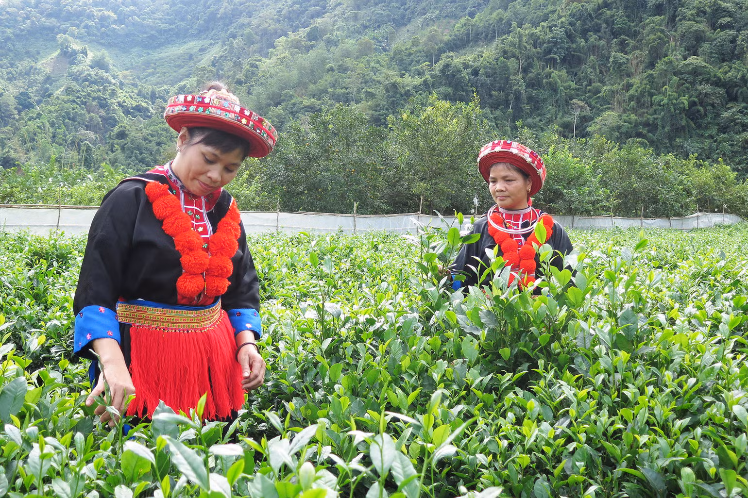 Một góc thôn Phiêng An, xã Quang Thuận, huyện Bạch Thông. Ảnh: THU TRANG. Một góc thôn Phiêng An, xã Quang Thuận, huyện Bạch Thông. Ảnh: THU TRANG.