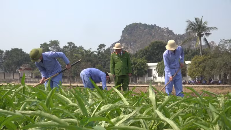 Học viên trong giờ lao động sản xuất tại Cơ sở cai nghiện số 1, Công an tỉnh Thanh Hóa. Học viên trong giờ lao động sản xuất tại Cơ sở cai nghiện số 1, Công an tỉnh Thanh Hóa.