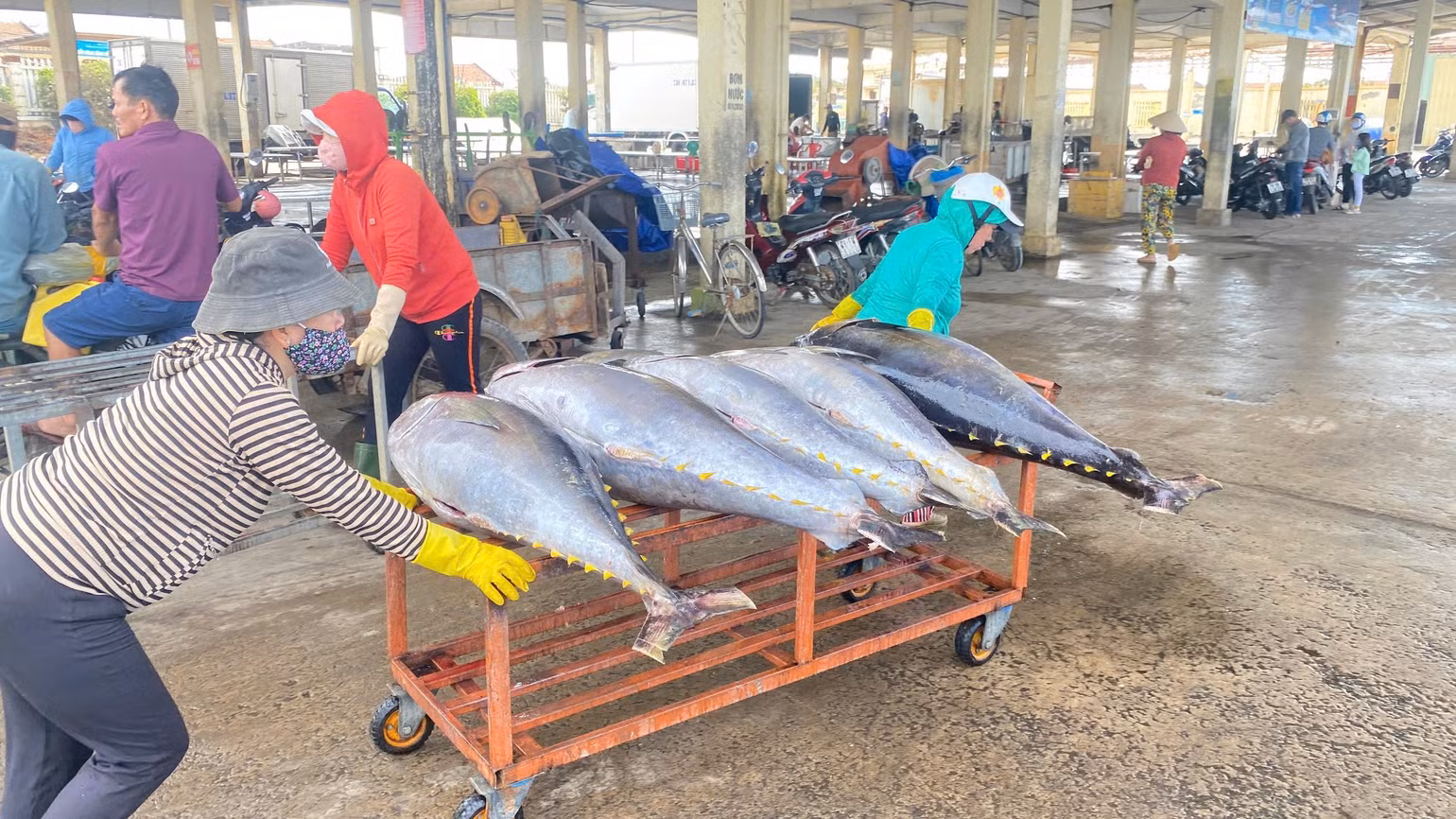 Vận chuyển cá ngừ từ tàu cá lên bến.