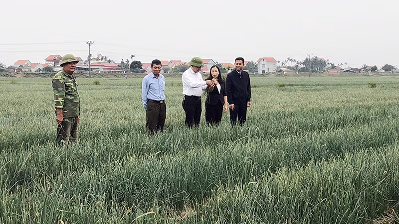 Kiểm tra độ sinh trưởng của cây hành tại thị xã Kinh Môn, tỉnh Hải Dương.
