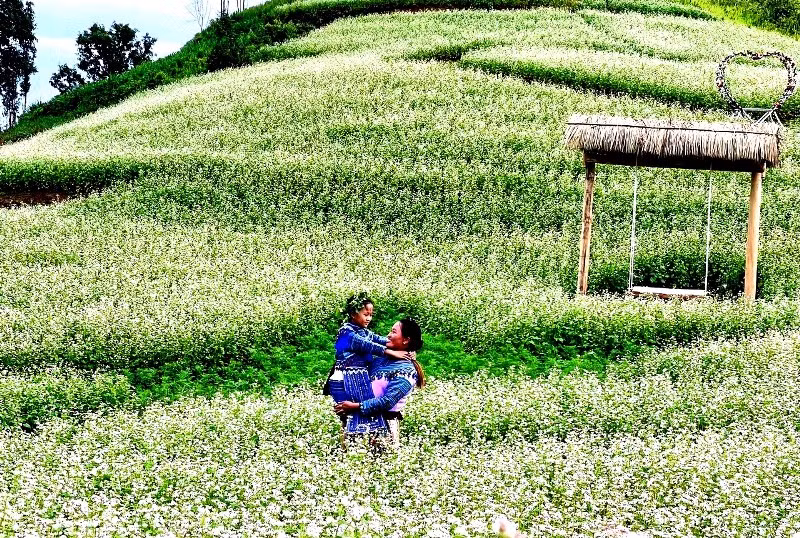 Tam giác mạch trắng nở bung mời gọi du khách kỳ nghỉ Lễ Quốc khánh 2/9. (Ảnh: ĐÌNH NAM)
