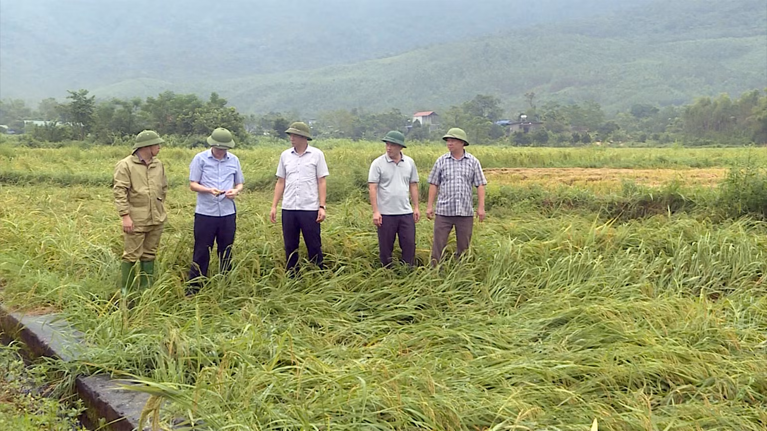 Lãnh đạo Sở Nông nghiệp và Phát triển nông thôn tỉnh Tuyên Quang và huyện Sơn Dương kiểm tra diện tích lúa bị thiệt hại. Lãnh đạo Sở Nông nghiệp và Phát triển nông thôn tỉnh Tuyên Quang và huyện Sơn Dương kiểm tra diện tích lúa bị thiệt hại.