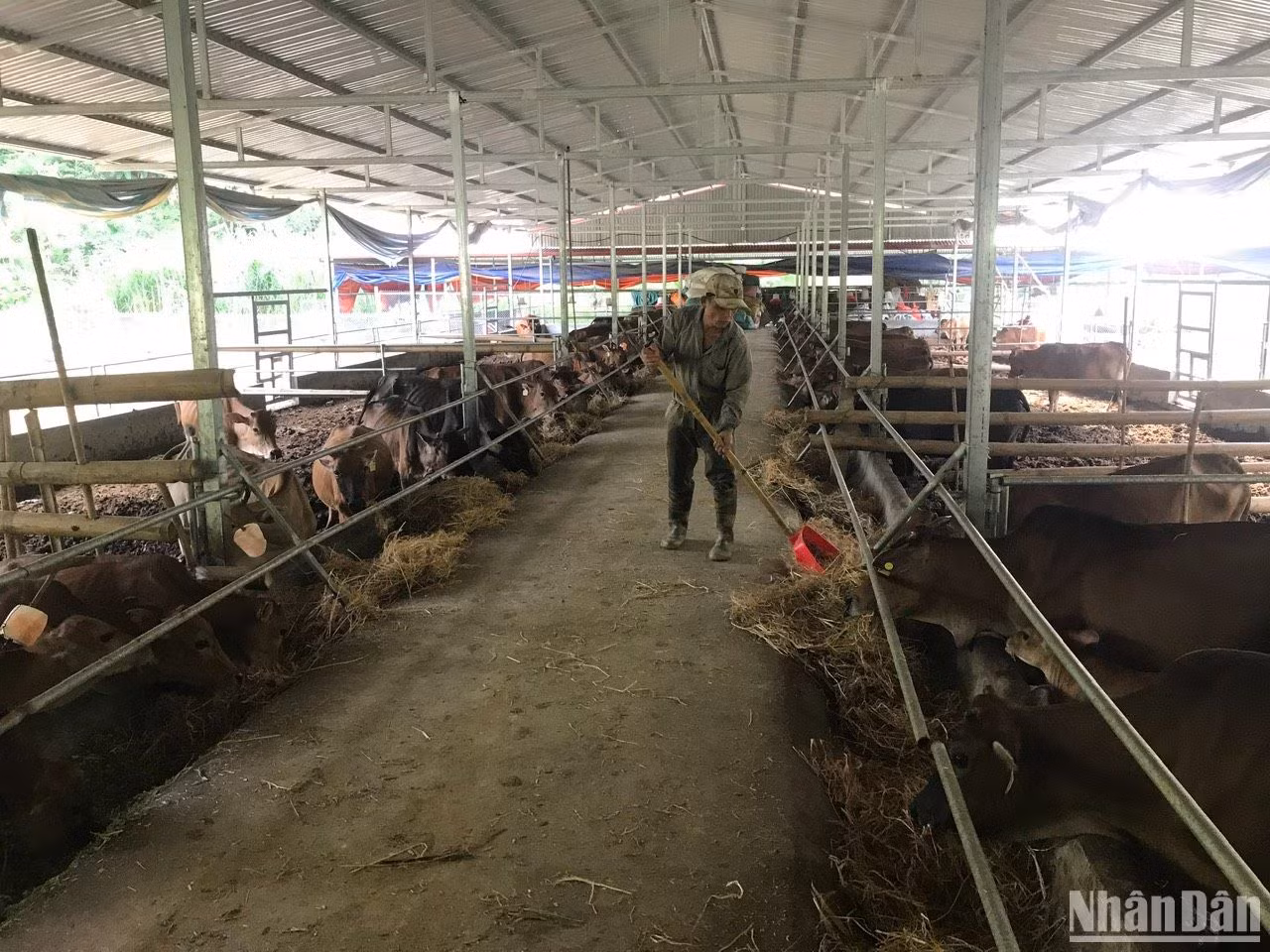 Hợp tác xã Nhung Lũy, huyện Ba Bể đầu tư phát triển chăn nuôi quy mô lớn.