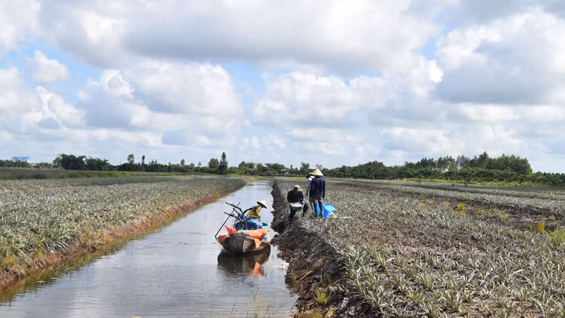 Quy trình trồng dứa theo kiểu truyền thống của nông dân xã Phước Lập 1, huyện Tân Phước, tỉnh Tiền Giang.