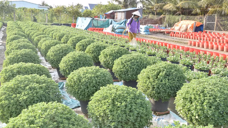 Trồng hoa phụ thuộc rất nhiều vào yếu tố thời tiết.