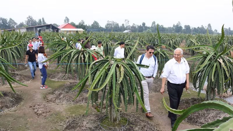 Các chuyên gia, doanh nghiệp nước ngoài đến tìm hiểu cây thanh long ở huyện Chợ Gạo, tỉnh Tiền Giang.