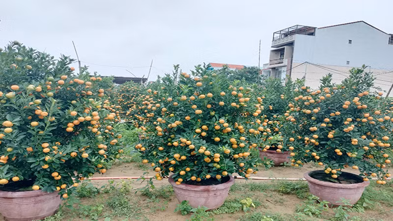 Quất cảnh Hội An năm nay giá dao động từ 500 nghìn đồng đến vài triệu đồng mỗi cây, tùy thuộc vào kích thước lớn nhỏ của quất. Quất cảnh Hội An năm nay giá dao động từ 500 nghìn đồng đến vài triệu đồng mỗi cây, tùy thuộc vào kích thước lớn nhỏ của quất.