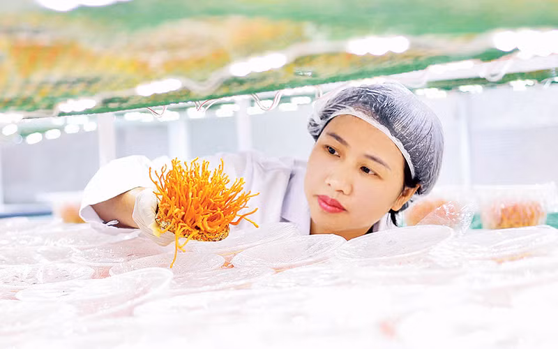 Nấm đông trùng hạ thảo sẽ cho thu hoạch sau 3 tháng nuôi cấy trên nhộng tằm.