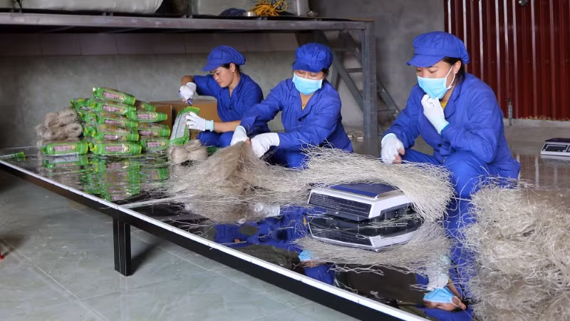 Đóng gói sản phẩm miến dong tại Hợp tác xã Tài Hoan. (Ảnh: THU CÚC) Đóng gói sản phẩm miến dong tại Hợp tác xã Tài Hoan. (Ảnh: THU CÚC)