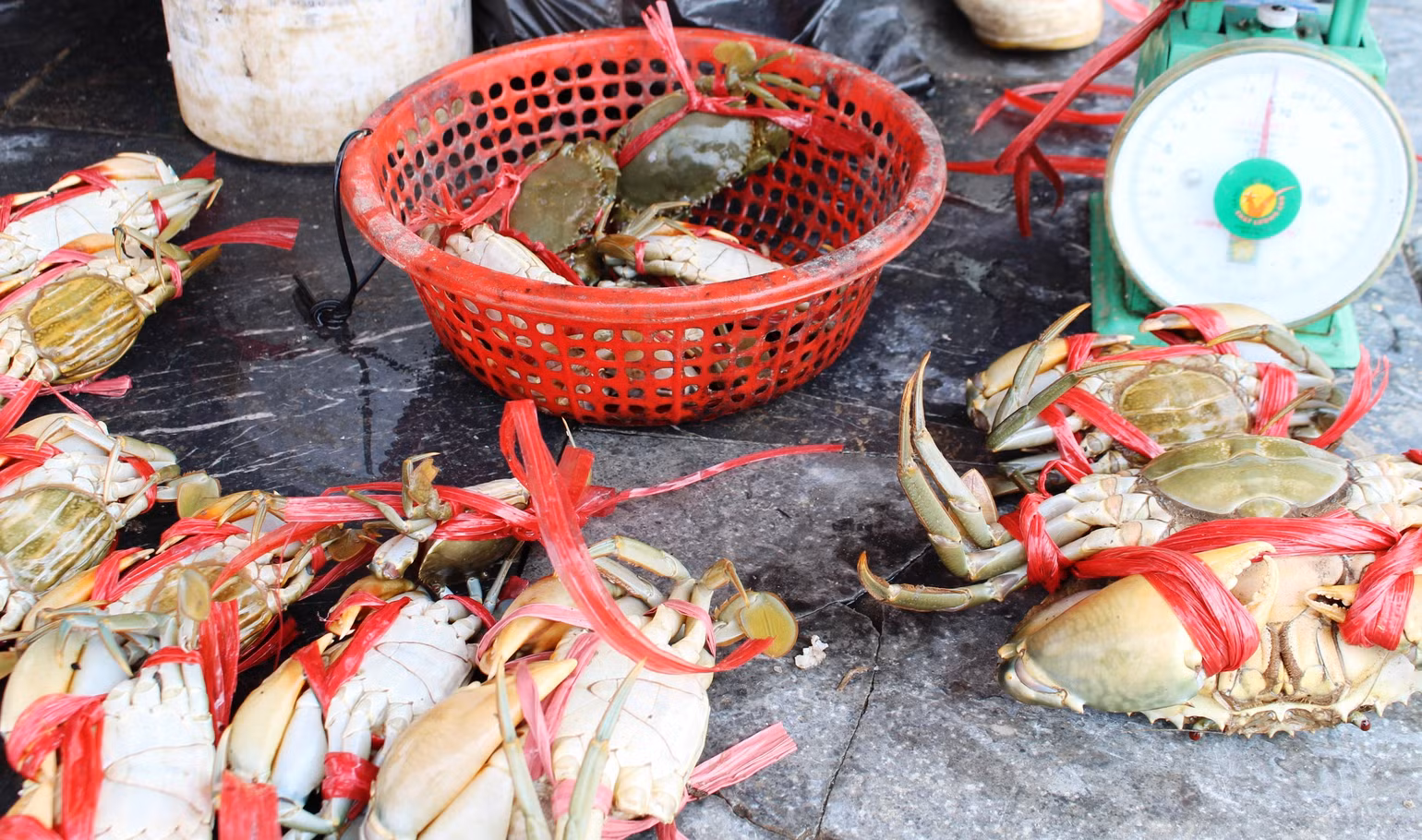 Cua biển là đặc sản ở vùng biển Thanh Hóa.