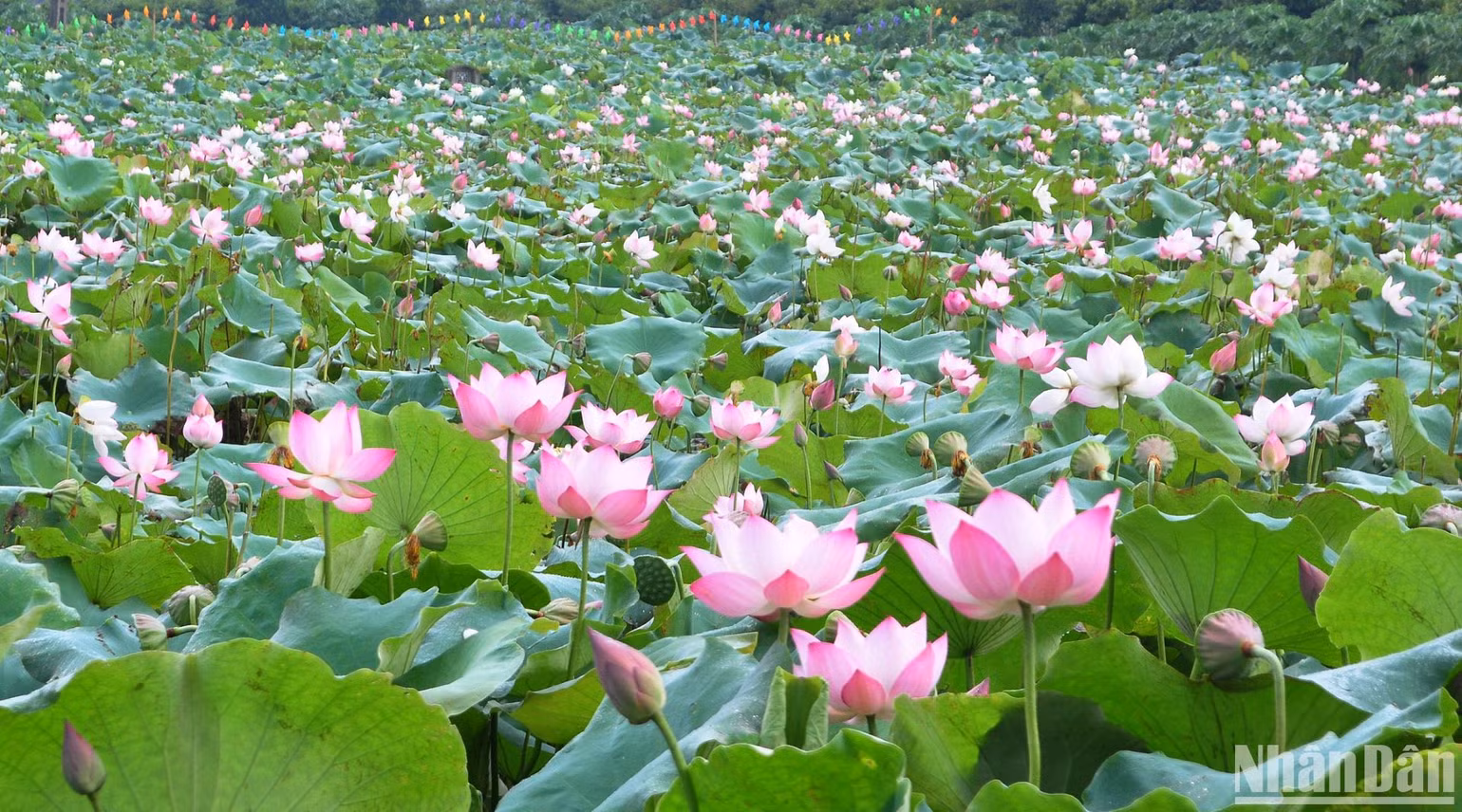 Sen super - một loài sen phổ biến được trồng rất nhiều tại đầm sen Vân Đài. Sen super - một loài sen phổ biến được trồng rất nhiều tại đầm sen Vân Đài.