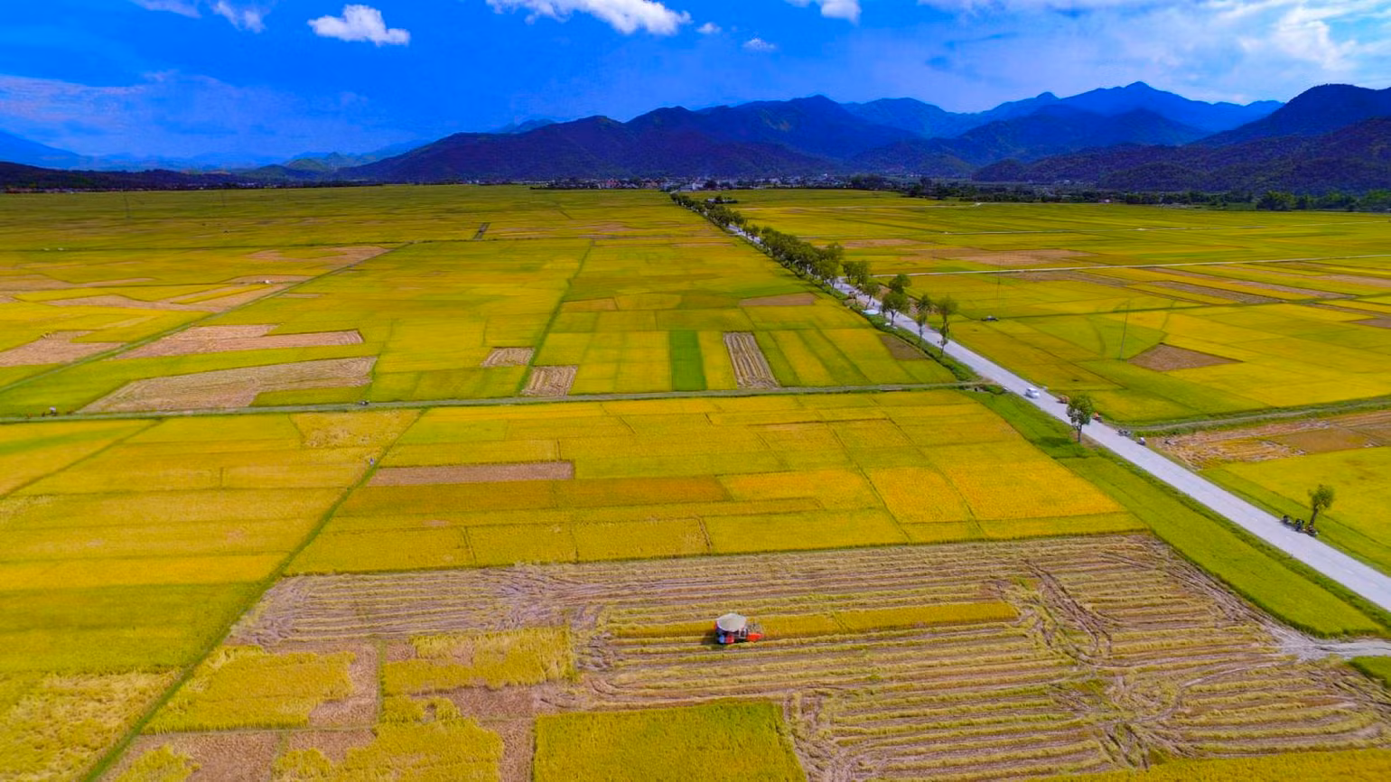 Cánh đồng Mường Thanh mùa lúa chín.