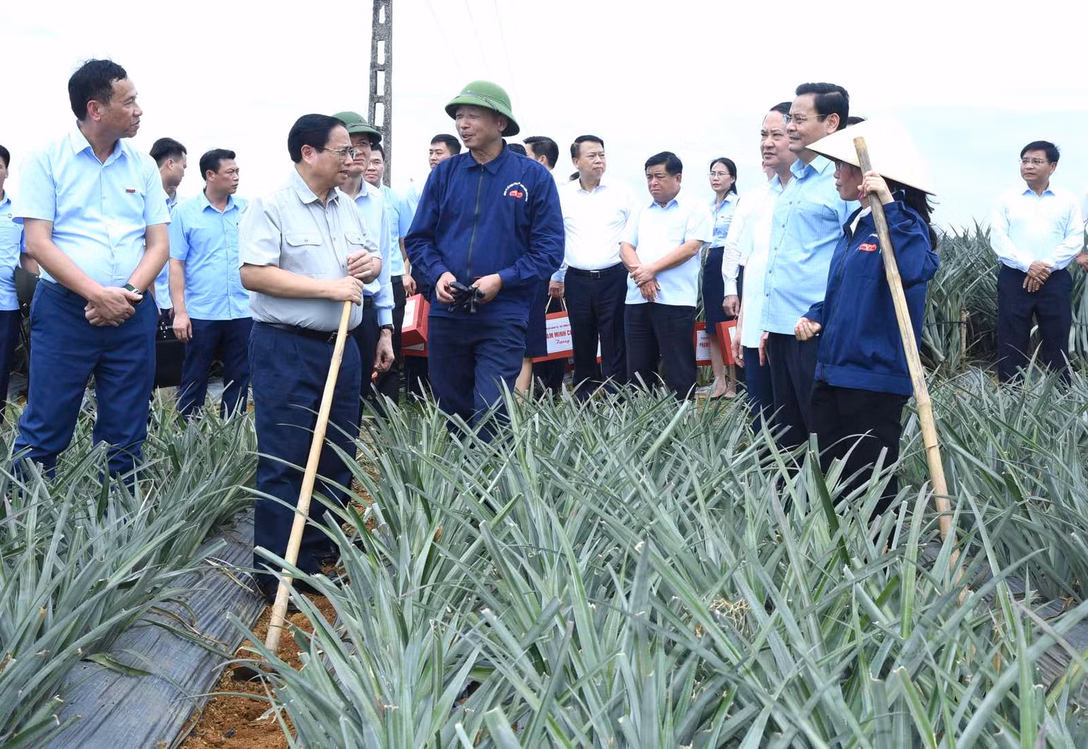 Thủ tướng Phạm Minh Chính nói chuyện với công nhân tại vùng trồng dứa. Thủ tướng Phạm Minh Chính nói chuyện với công nhân tại vùng trồng dứa.