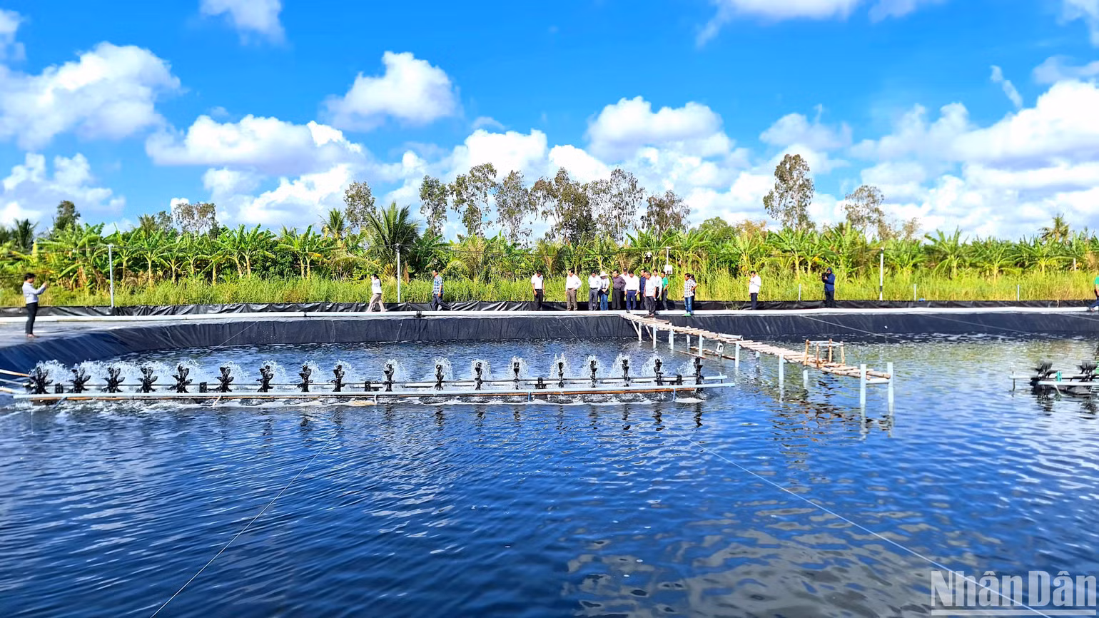 Lãnh đạo tỉnh Cà Mau khảo sát thiết kế đường ống dẫn nước tại farm nuôi tôm siêu thâm canh của gia đình ông Huỳnh Thái Nguyên.