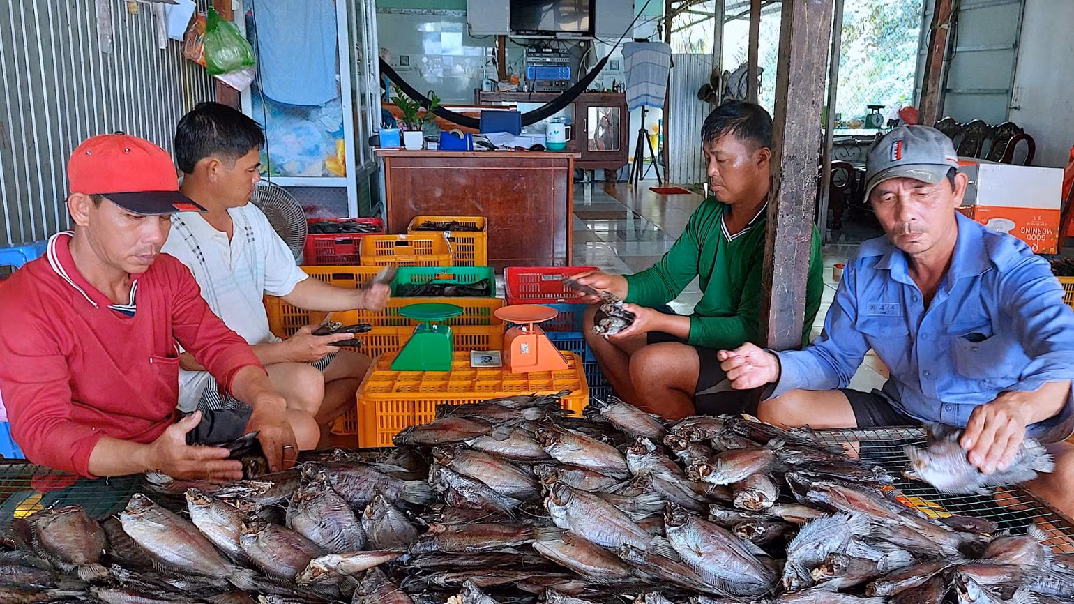 Nuôi và làm khô cá bổi đã trở thành "đặc sản" vùng quê huyện Trần Văn Thời, được nhiều nhà nông áp dụng thành công. Nuôi và làm khô cá bổi đã trở thành "đặc sản" vùng quê huyện Trần Văn Thời, được nhiều nhà nông áp dụng thành công.