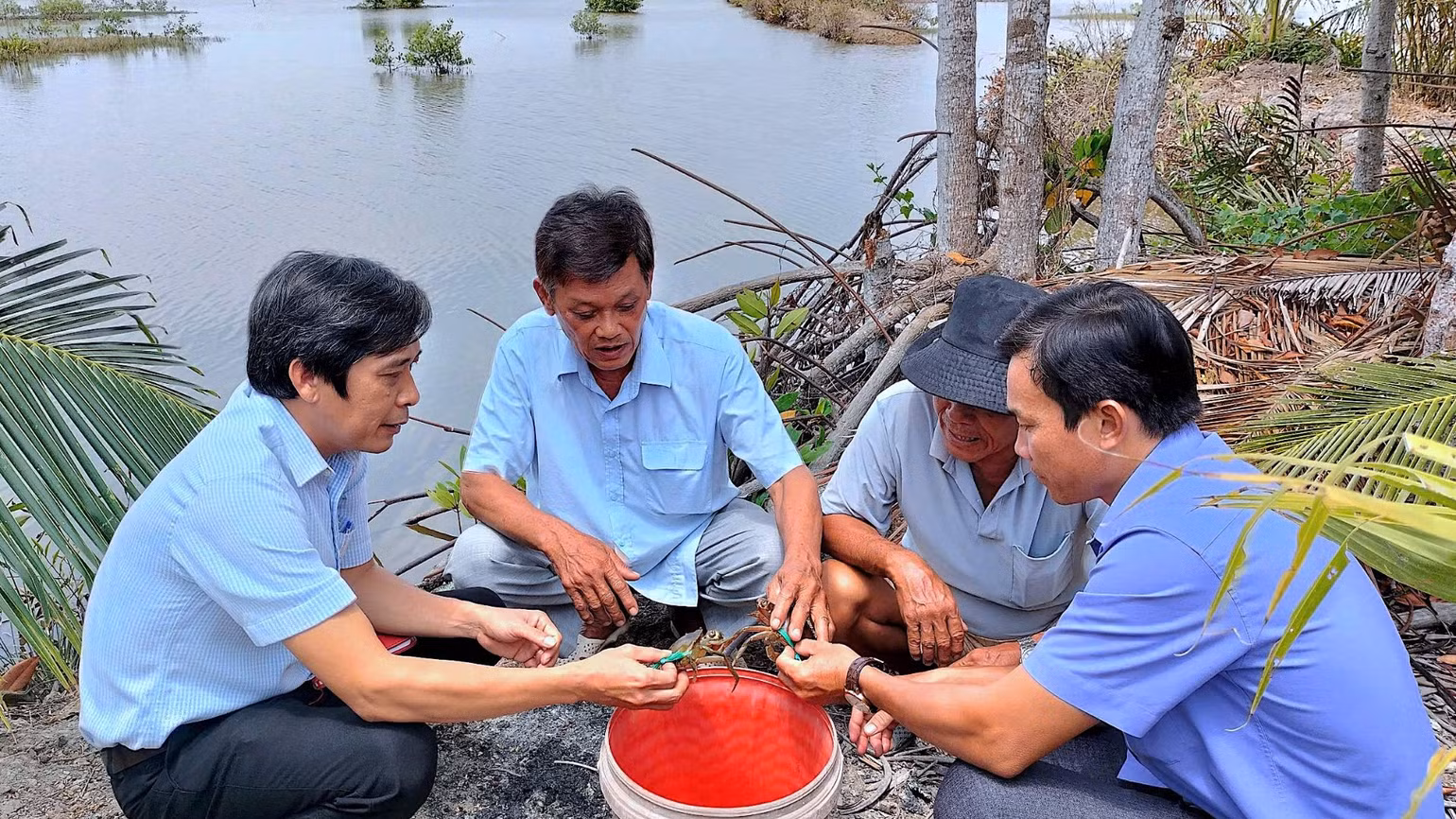 Phòng chuyên môn huyện Năm Căn (tỉnh Cà Mau) xuống hộ dân kiểm tra cua nuôi có dấu hiệu nhợt nhạt, yếu ớt. Phòng chuyên môn huyện Năm Căn (tỉnh Cà Mau) xuống hộ dân kiểm tra cua nuôi có dấu hiệu nhợt nhạt, yếu ớt.