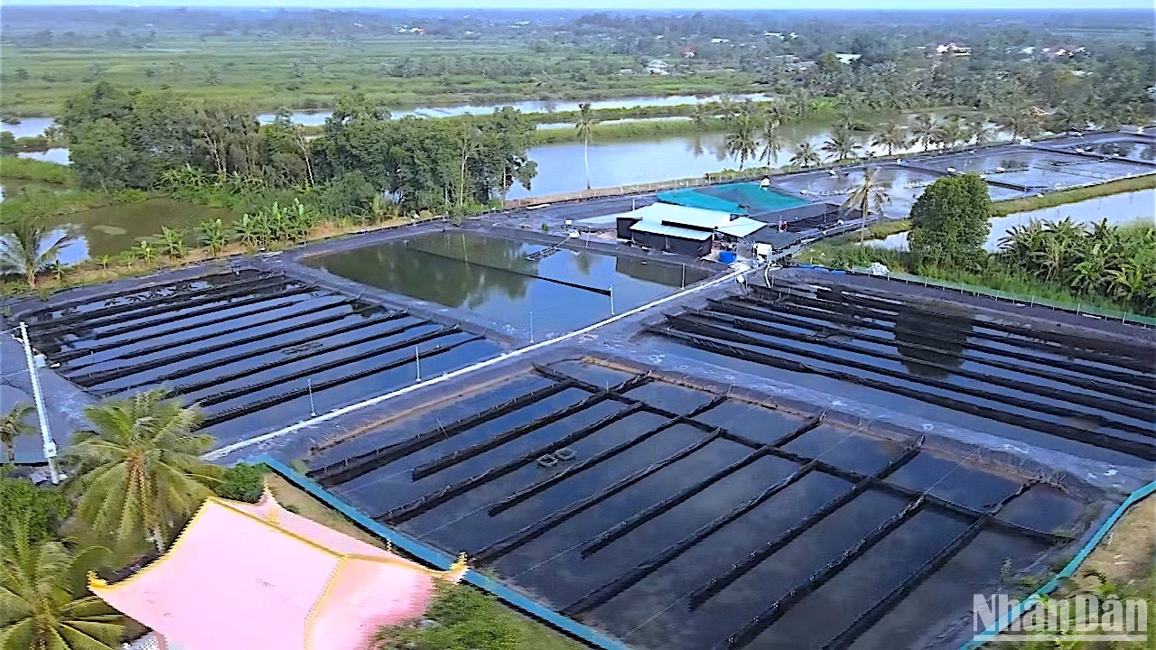 Quy trình công nghệ tuần hoàn nước khép kín ứng dụng vào nuôi tôm siêu thâm canh giúp hạ giá thành sản xuất, nâng cao tỷ lệ thành công.